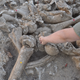 A team member working through a pile of mammoth bones.
